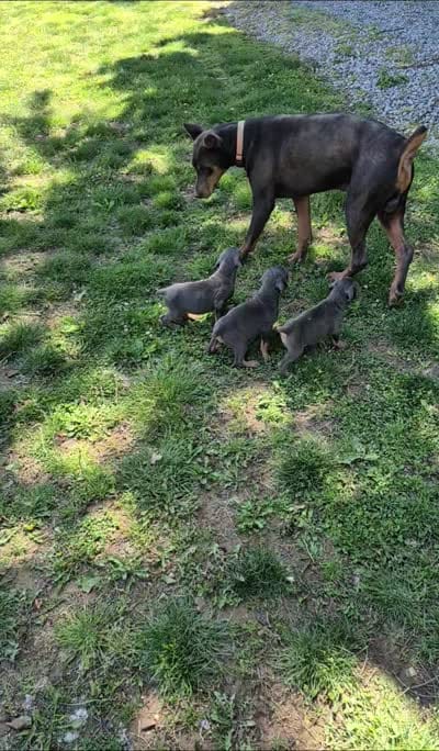 Female blue/rust  doberman pinscher , a female Doberman Pinscher for sale in Ozark, IL – 6 of 6
