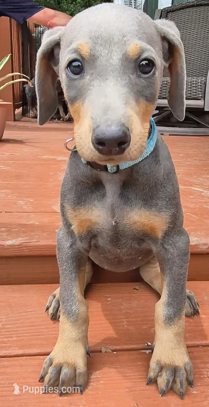 Female blue/rust  doberman pinscher  – Doberman Pinscher puppy for sale in Ozark, IL