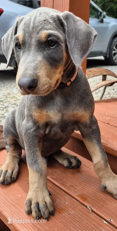 Male blue/rust – Doberman Pinscher puppy for sale in Ozark, IL