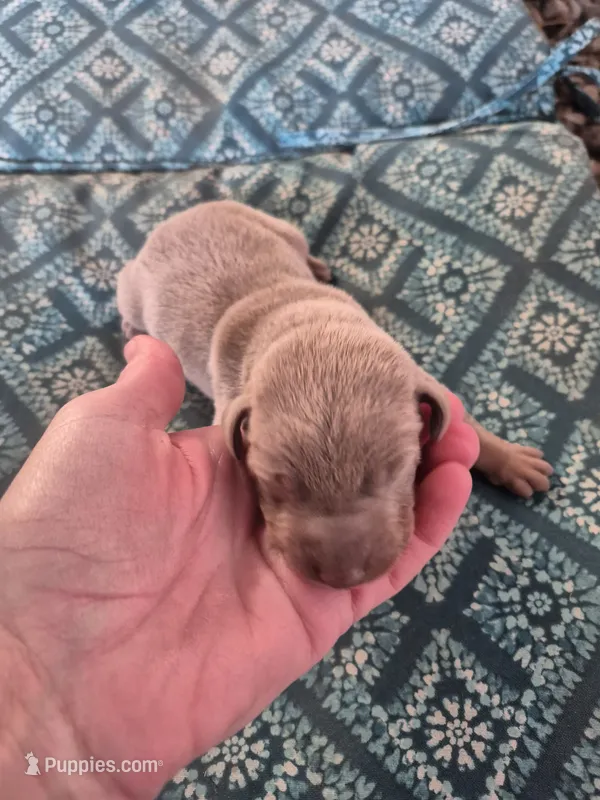 Fawn male – Doberman Pinscher puppy for sale in Ozark, IL