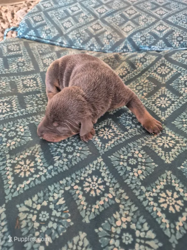 Female blue rust – Doberman Pinscher puppy for sale in Ozark, IL