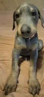 Male blue/rust, a male Doberman Pinscher for sale in Ozark, IL – 7 of 9