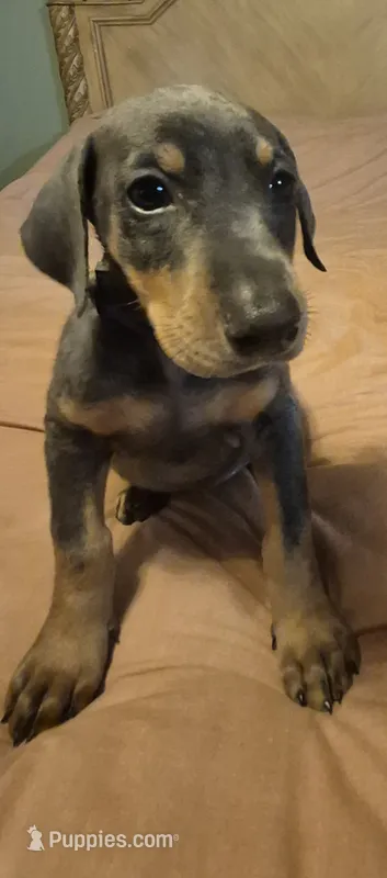 Female blue/tan  doberman pinscher  – Doberman Pinscher puppy for sale in Ozark, IL
