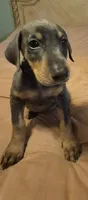 Female blue/rust doberman pinscher , a female Doberman Pinscher for sale in Ozark, IL – 1 of 4