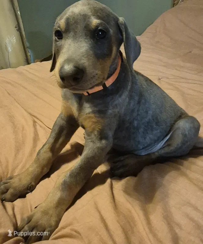 Male blue/tan – Doberman Pinscher puppy for sale in Ozark, IL