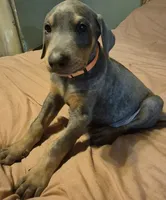 Male blue/rust, a male Doberman Pinscher for sale in Ozark, IL – 1 of 9