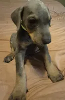 Male blue/rust doberman pinscher, a male Doberman Pinscher for sale in Ozark, IL – 3 of 5