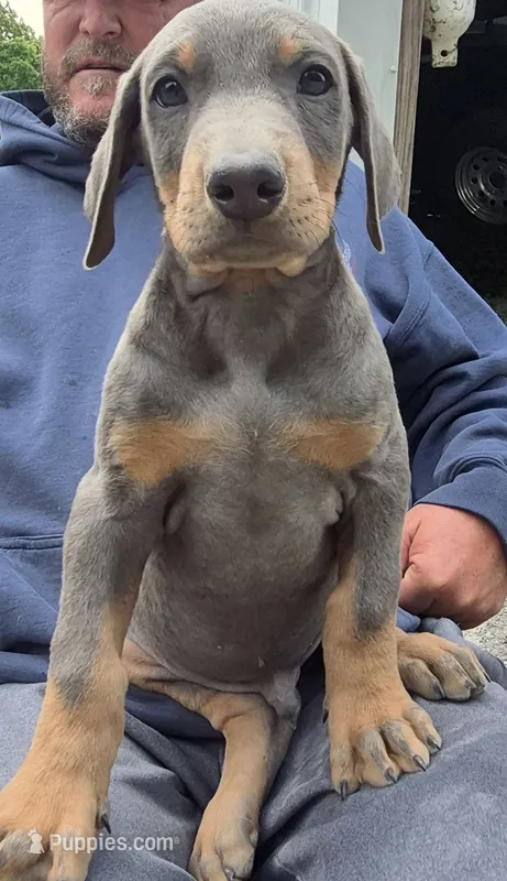 Blue male doberman  – Doberman Pinscher puppy on hold in Ozark, IL