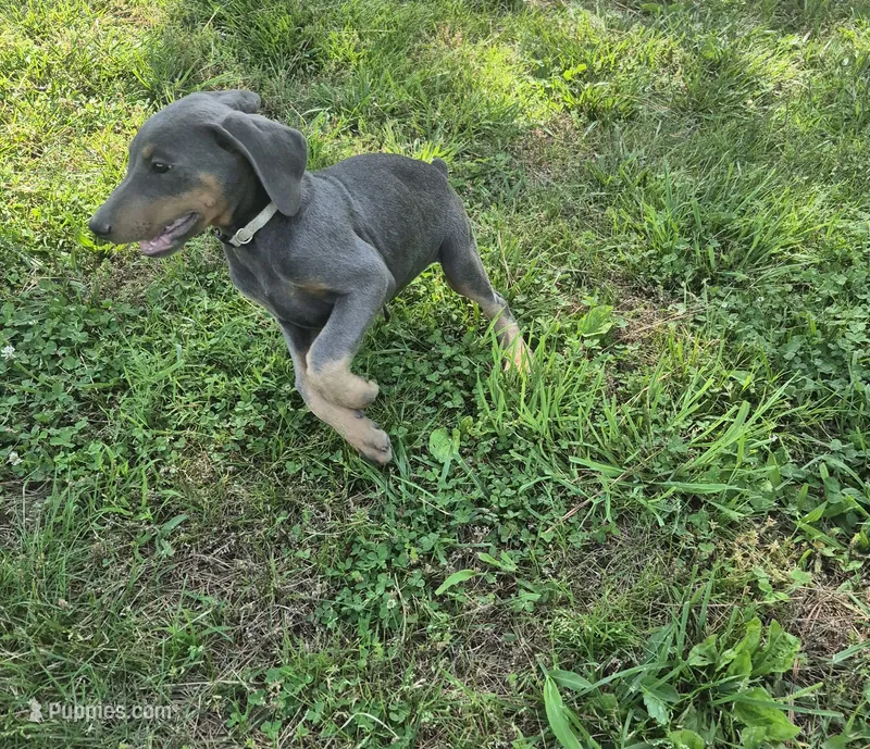 Female blue/rust  doberman pinscher – Doberman Pinscher puppy for sale in Ozark, IL