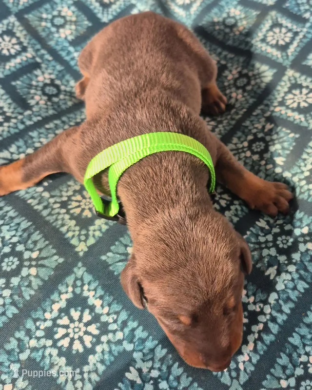 Male blue rust – Doberman Pinscher puppy for sale in Ozark, IL