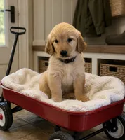 Lucy , a female Golden Retriever for sale in New Brighton, MN – 1 of 1