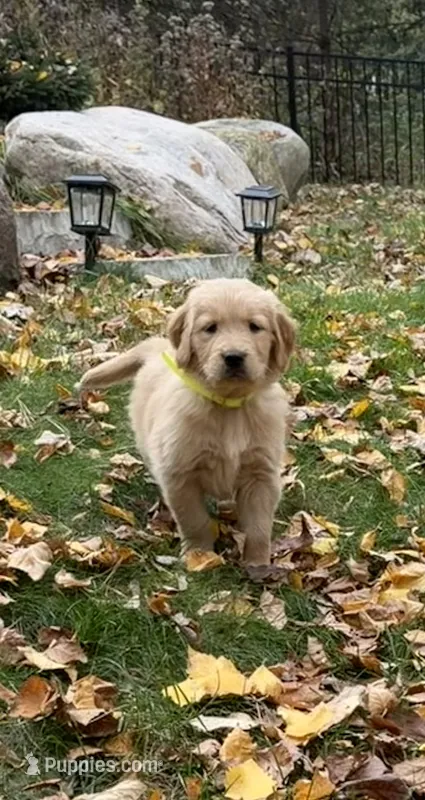 Stella – Golden Retriever puppy for sale in New Brighton, MN