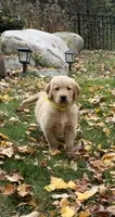 Stella, a female Golden Retriever for sale in New Brighton, MN – 1 of 1