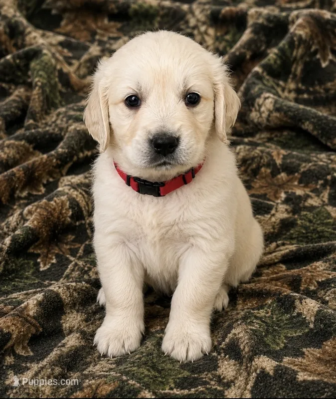Grace  – Golden Retriever puppy for sale in St. Paul, MN
