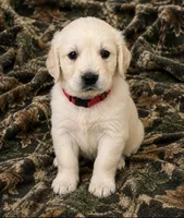 Grace , a female Golden Retriever for sale in St. Paul, MN – 1 of 1