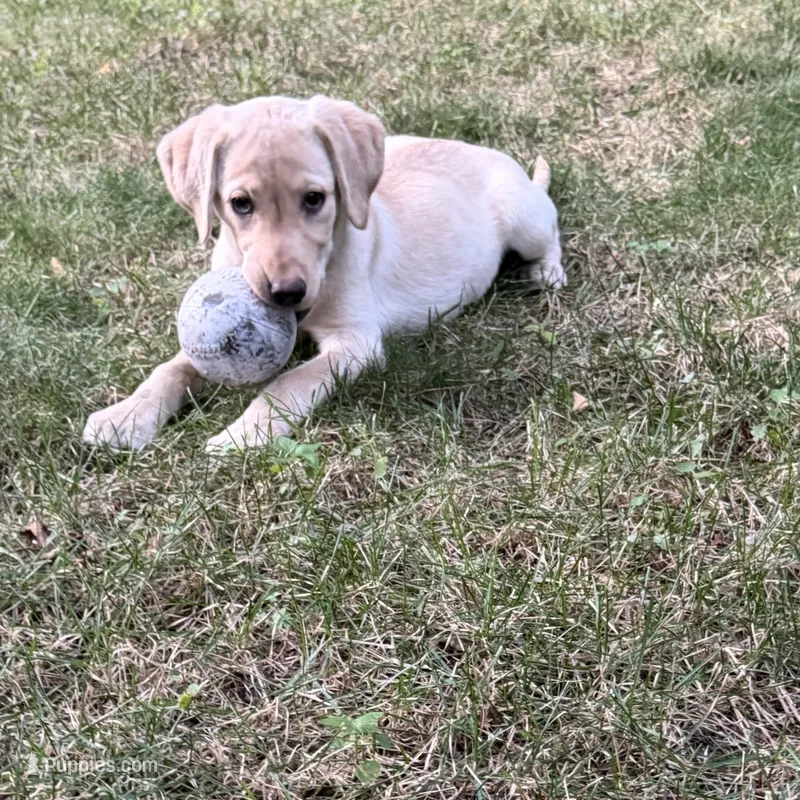 Lady – Labrador Retriever puppy for sale in St. Paul, MN