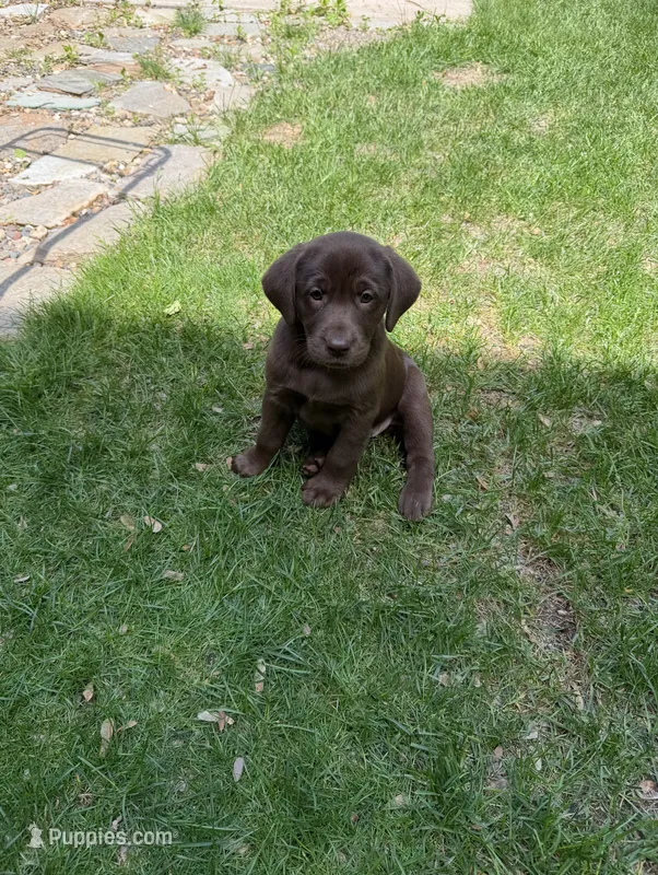 Carlos – Labrador Retriever puppy for sale in Mounds View, MN