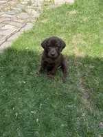 Carlos, a male Labrador Retriever for sale in St. Paul, MN – 1 of 1