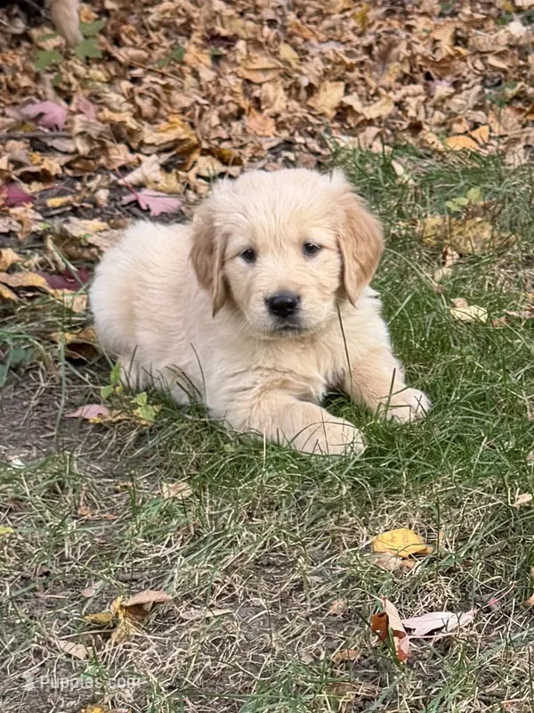 Hank – Golden Retriever puppy for sale in New Brighton, MN