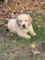 Hank, a male Golden Retriever for sale in New Brighton, MN – 1 of 1