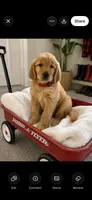 Ruby, a female Golden Retriever for sale in Saint Paul, MN – 1 of 1