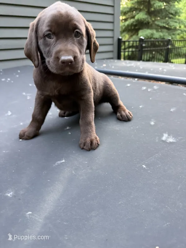 Carlos – Labrador Retriever puppy for sale in Mounds View, MN
