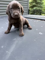 Carlos, a male Labrador Retriever for sale in Mounds View, MN – 1 of 1