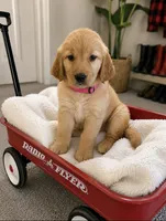 Molly, a female Golden Retriever for sale in New Brighton, MN – 1 of 1