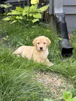 Sadie, a female Labrador Retriever for sale in St. Paul, MN – 1 of 1