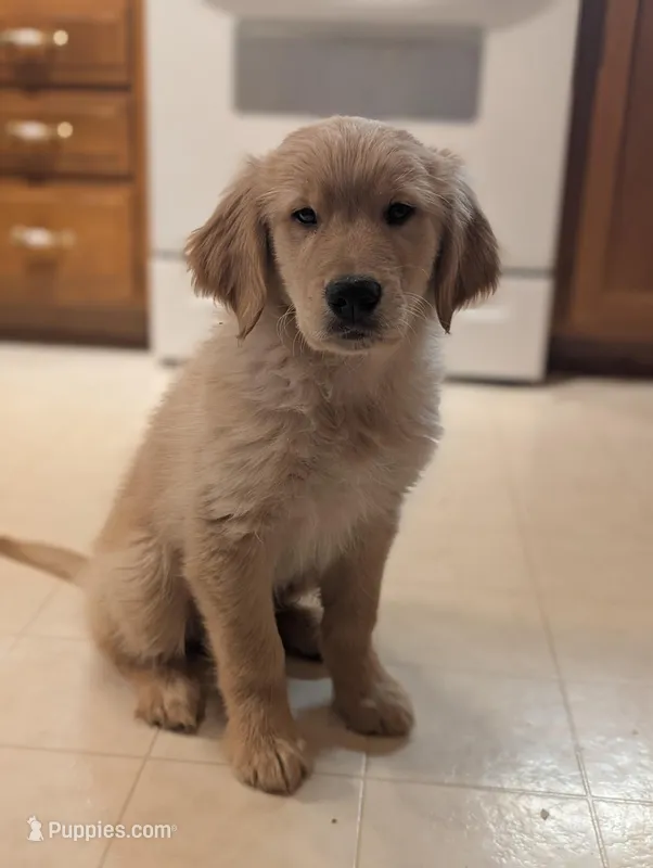 Toby – Golden Retriever puppy for sale in Mounds View, MN