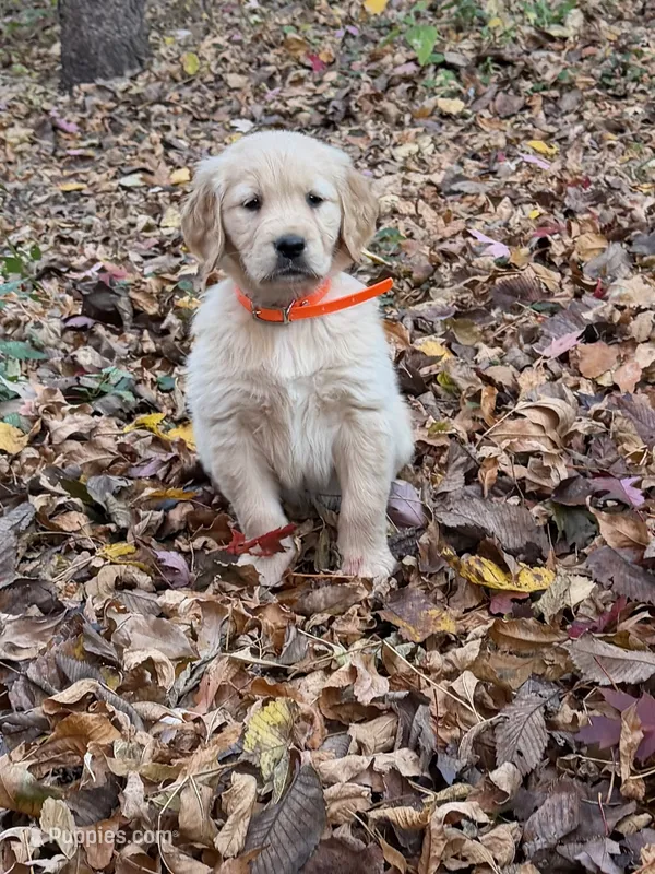 Lucy – Golden Retriever puppy for sale in New Brighton, MN