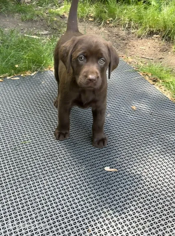 Lily  – Labrador Retriever puppy for sale in St. Paul, MN