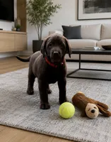 Chunk , a male Labrador Retriever for sale in New Brighton, MN – 1 of 1