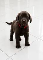 Lily , a male Labrador Retriever for sale in Mounds View, MN – 1 of 1