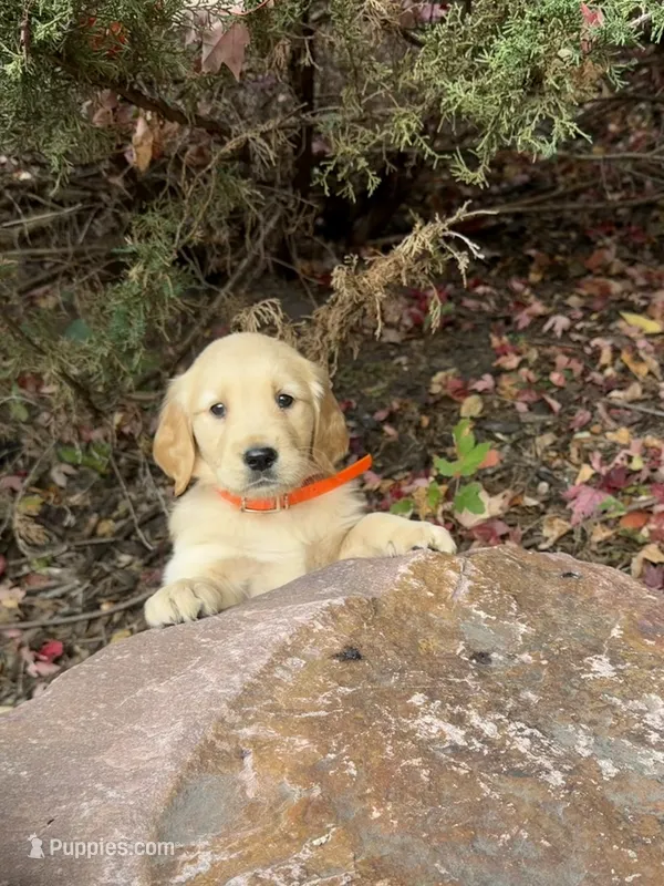 Lucy – Golden Retriever puppy for sale in New Brighton, MN