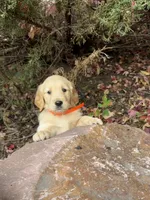 Lucy, a female Golden Retriever for sale in New Brighton, MN – 1 of 1