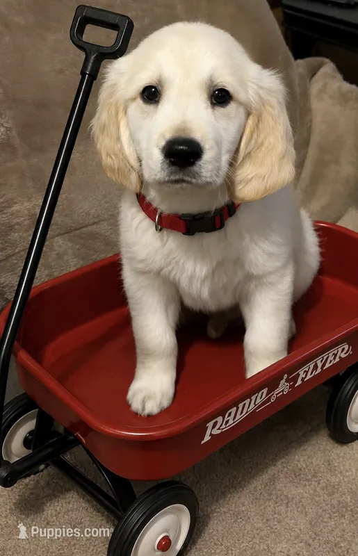 Bo – English Cream Golden Retriever puppy for sale in New Brighton, MN