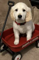 Bo, a male English Cream Golden Retriever for sale in New Brighton, MN – 1 of 1