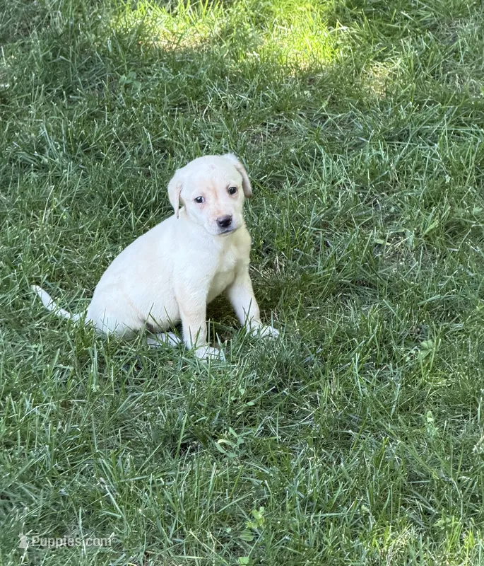 Lady – Labrador Retriever puppy for sale in St. Paul, MN
