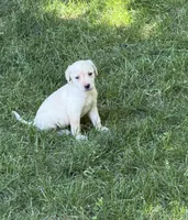Lady, a female Labrador Retriever for sale in St. Paul, MN – 1 of 1