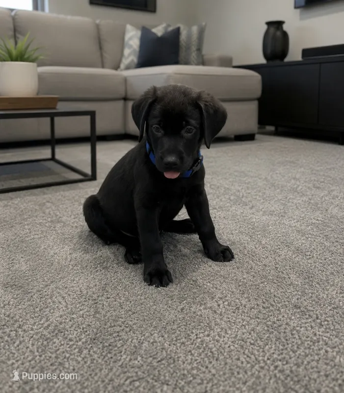 Buddy – Labrador Retriever puppy for sale in St. Paul, MN
