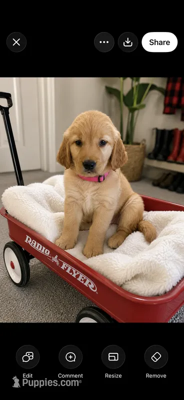 Molly – Golden Retriever puppy for sale in Saint Paul, MN