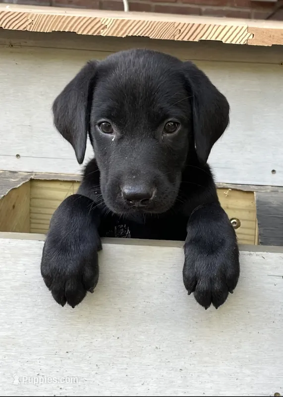Buddy – Labrador Retriever puppy for sale in St. Paul, MN