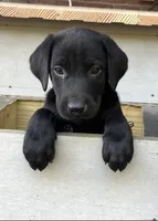 Buddy, a male Labrador Retriever for sale in St. Paul, MN – 1 of 1