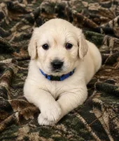 Gunner, a male Golden Retriever for sale in St. Paul, MN – 1 of 1