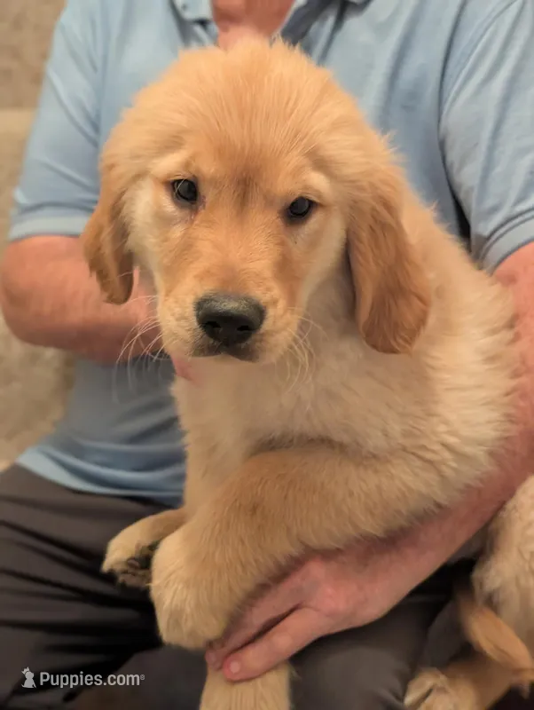 Lola – Golden Retriever puppy for sale in Mounds View, MN