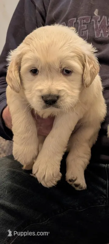 Barney – English Cream Golden Retriever puppy for sale in Mounds View, MN