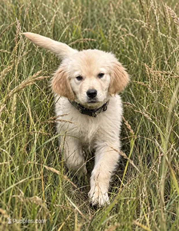 Yukon  – Golden Retriever puppy for sale in New Brighton, MN