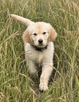 Yukon , a male Golden Retriever for sale in New Brighton, MN – 1 of 1