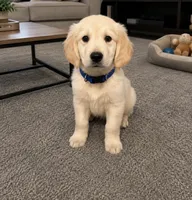 Luke, a male English Cream Golden Retriever for sale in New Brighton, MN – 1 of 1